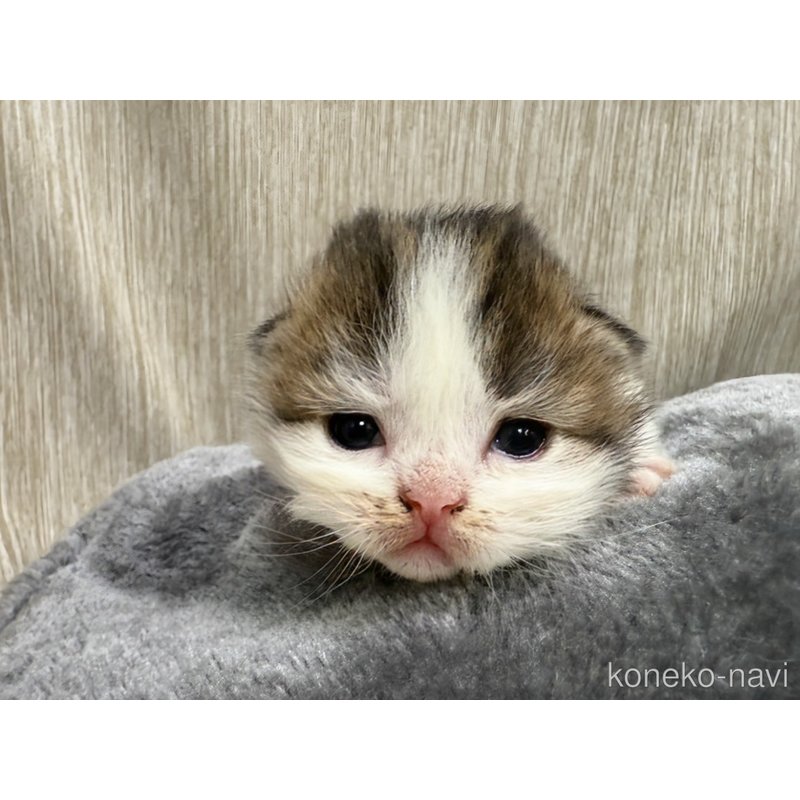 販売中の千葉県のラガマフィン-122382の8枚目