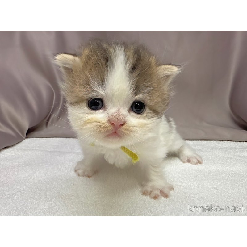 販売中の千葉県のラガマフィン-122382の3枚目