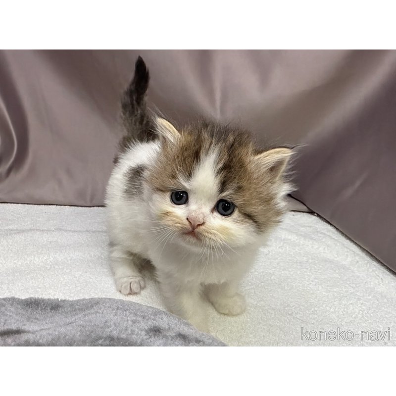 販売中の千葉県のラガマフィン-122382の5枚目