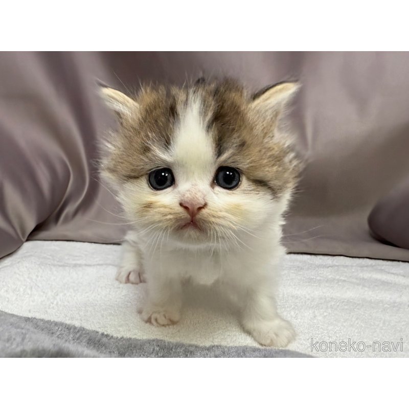 販売中の千葉県のラガマフィン-122382の2枚目