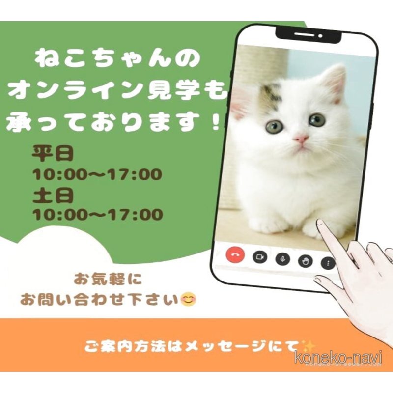 販売中の千葉県のノルウェージャンフォレストキャット-122390の9枚目