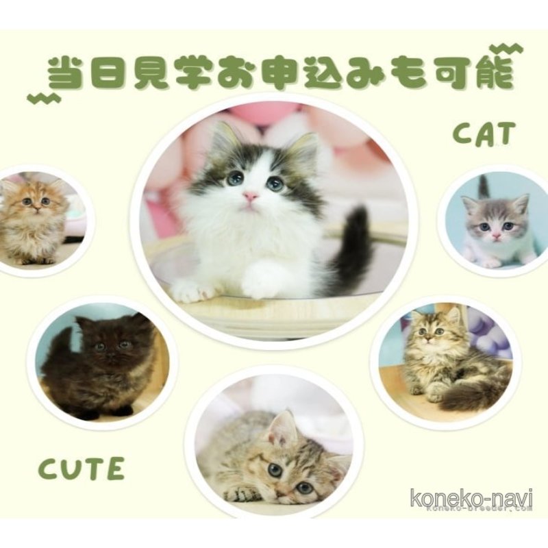 販売中の千葉県のノルウェージャンフォレストキャット-122390の8枚目