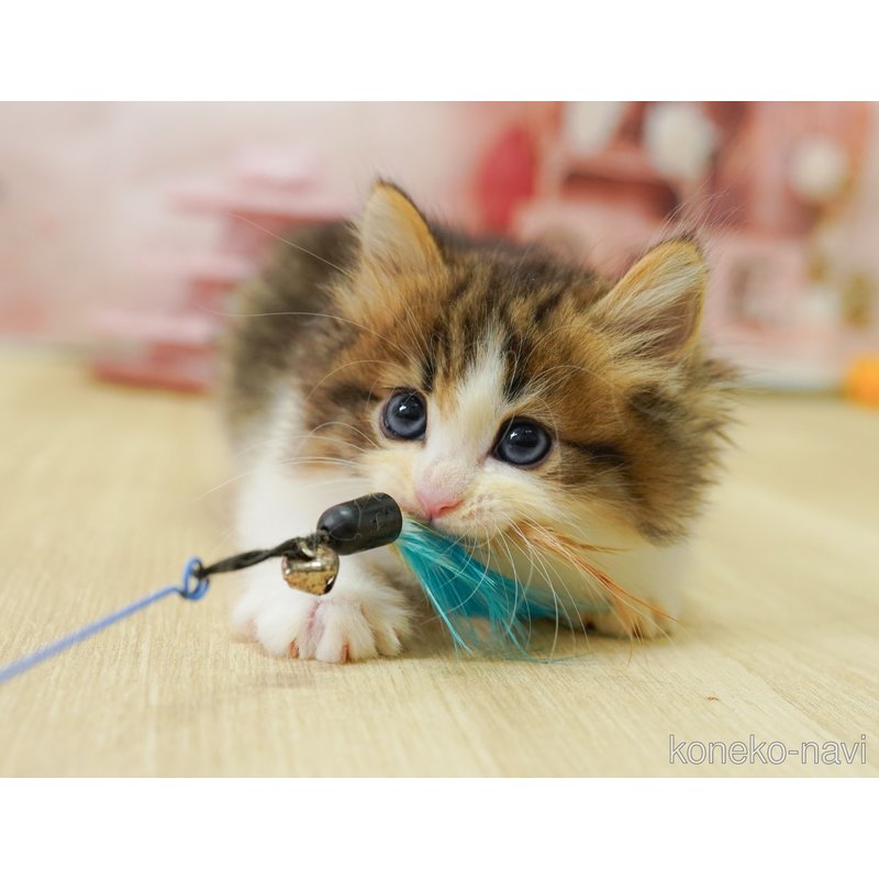 販売中の千葉県のノルウェージャンフォレストキャット-122390の5枚目