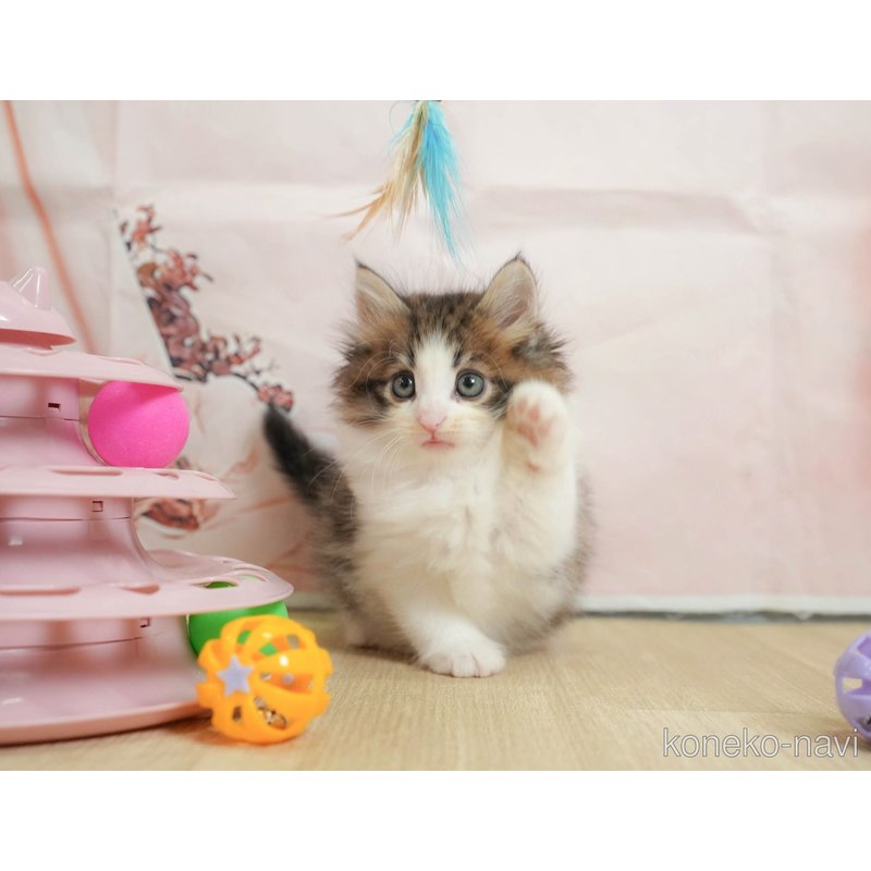 販売中の千葉県のノルウェージャンフォレストキャット-122391の5枚目