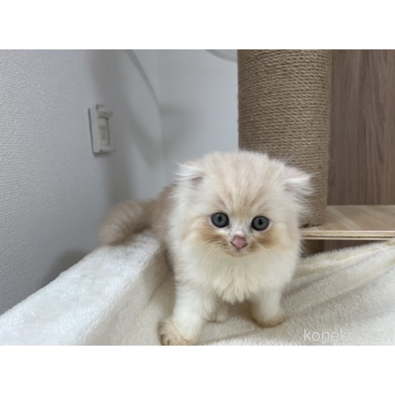 販売中の埼玉県のスコティッシュフォールド(折れ耳)-121065