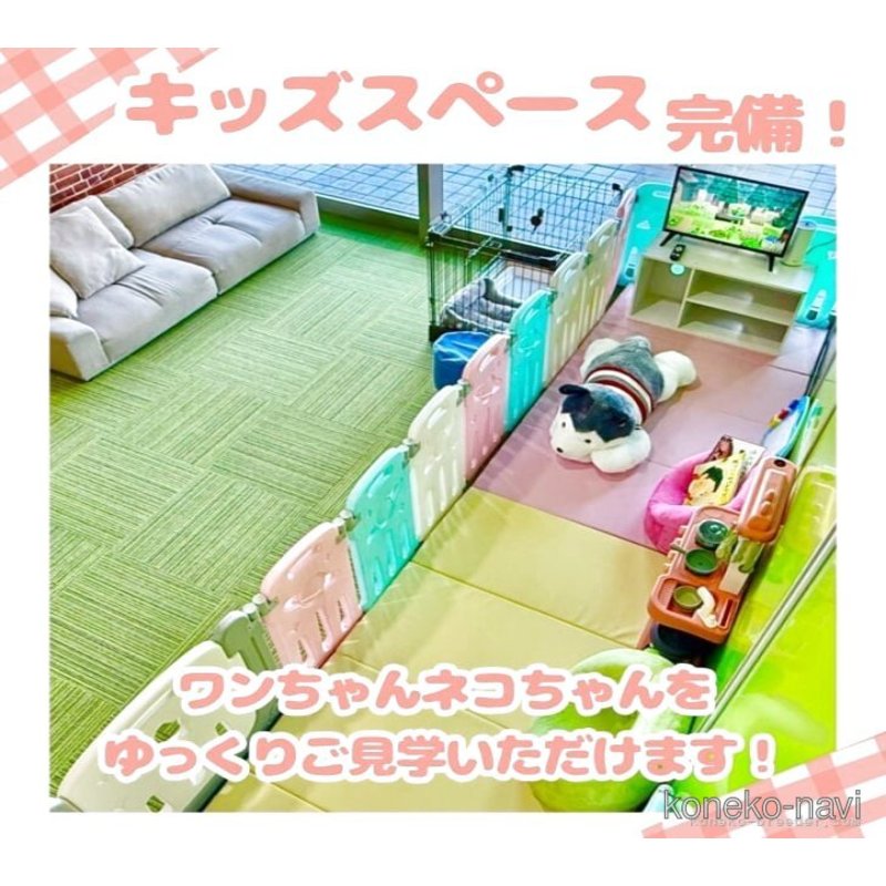 販売中の千葉県のミヌエット(短足)-122393の3枚目