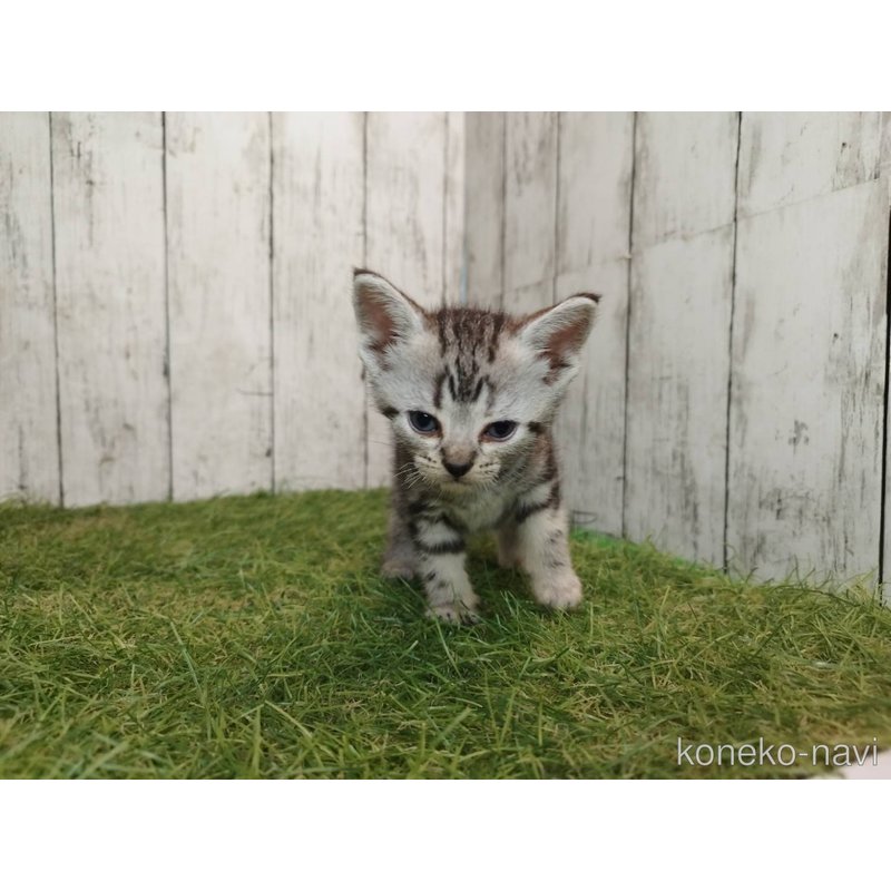 販売中の三重県のアメリカンショートヘア-122397の3枚目