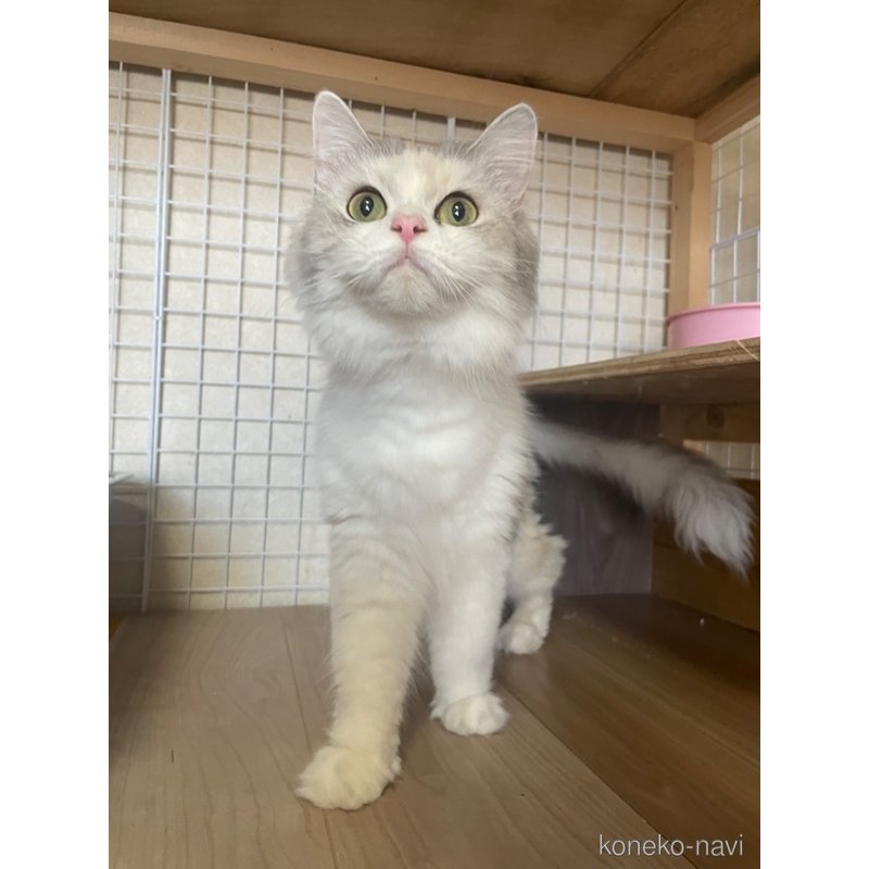 xiaowaiちゃん1枚目
