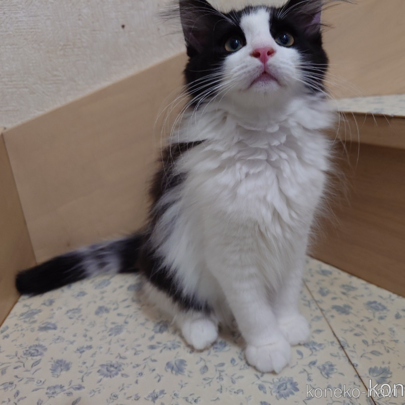販売中の埼玉県のノルウェージャンフォレストキャット-115858