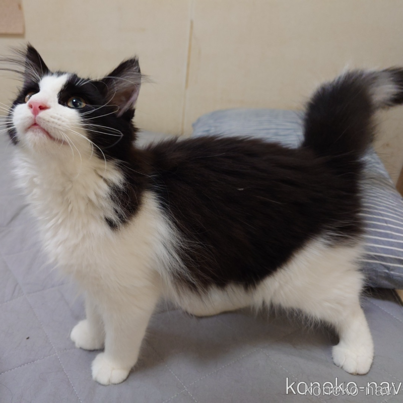 販売中の埼玉県のノルウェージャンフォレストキャット-115858の7枚目