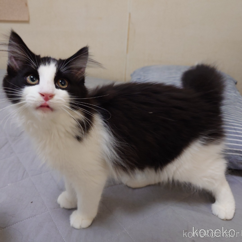 販売中の埼玉県のノルウェージャンフォレストキャット-115858の6枚目