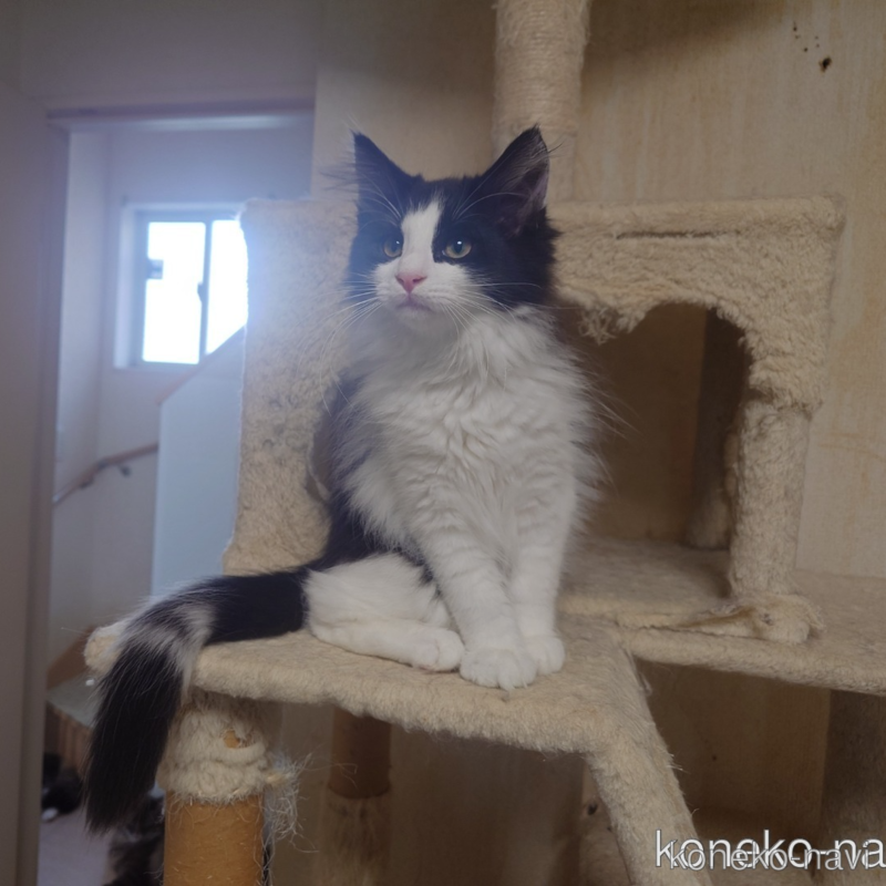 販売中の埼玉県のノルウェージャンフォレストキャット-115858の4枚目