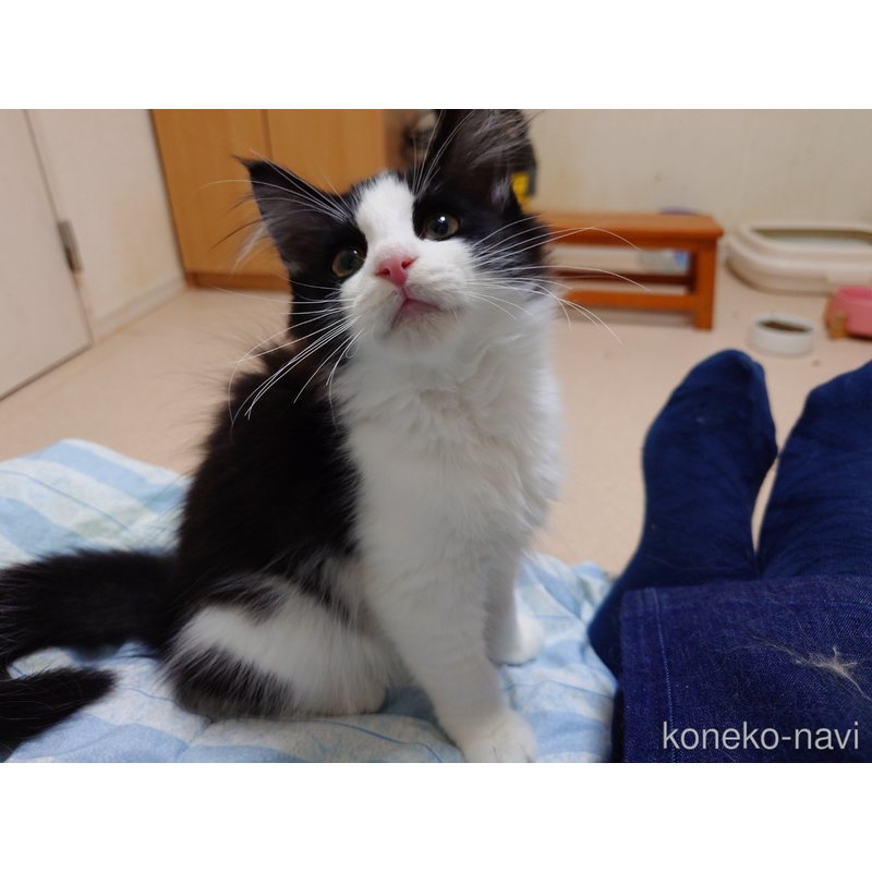 販売中の埼玉県のノルウェージャンフォレストキャット-115859の9枚目