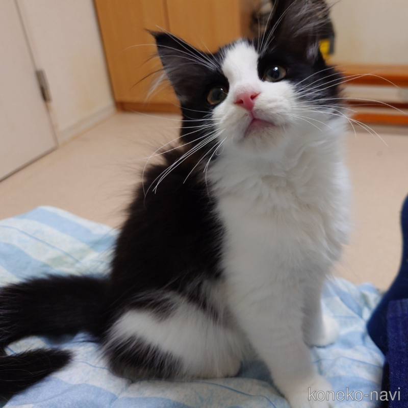 販売中の埼玉県のノルウェージャンフォレストキャット-115859