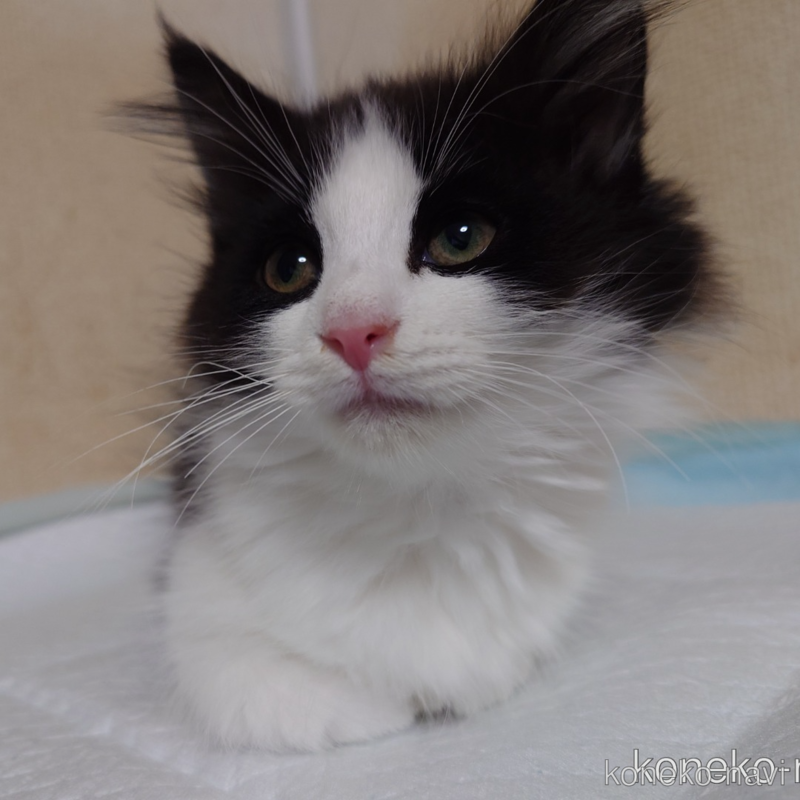 販売中の埼玉県のノルウェージャンフォレストキャット-115859の2枚目
