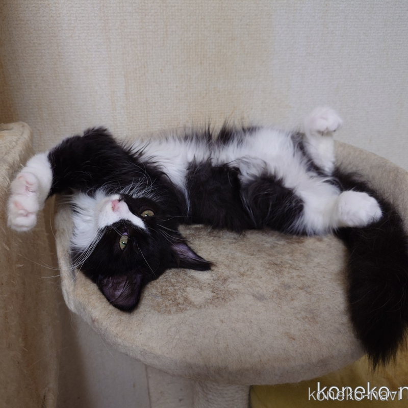 販売中の埼玉県のノルウェージャンフォレストキャット-113836の2枚目