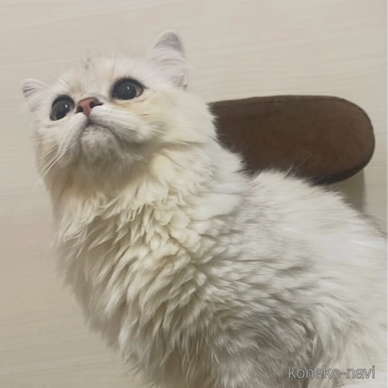 リルちゃん1枚目