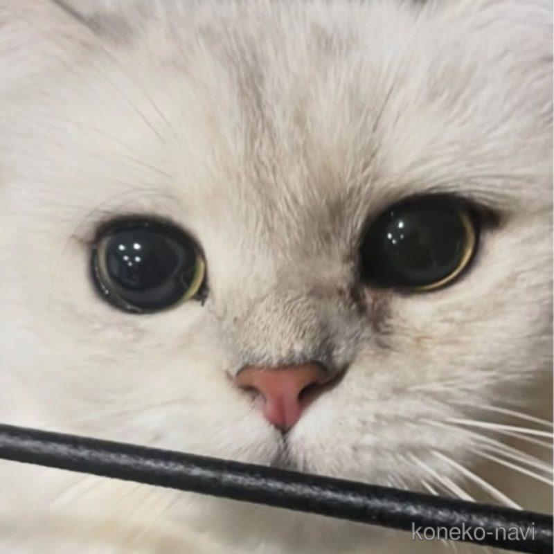 リルちゃん1枚目