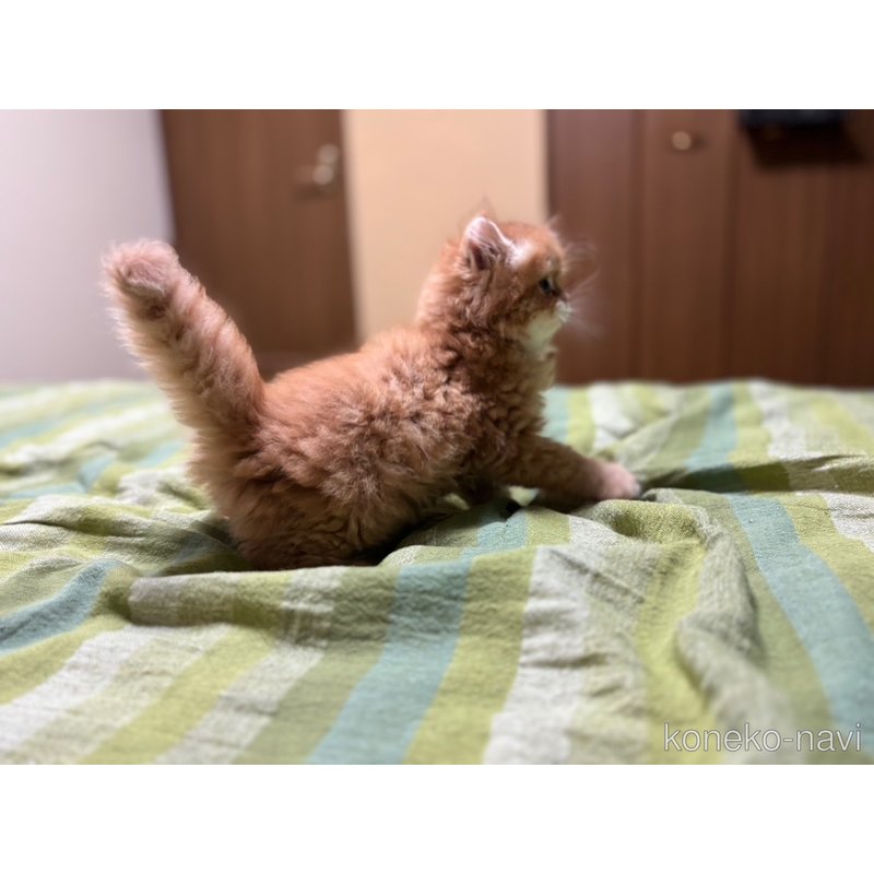 販売中の北海道のミヌエット-120840の4枚目