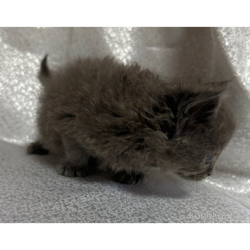 成約済の福岡県のメインクーン-121461の4枚目