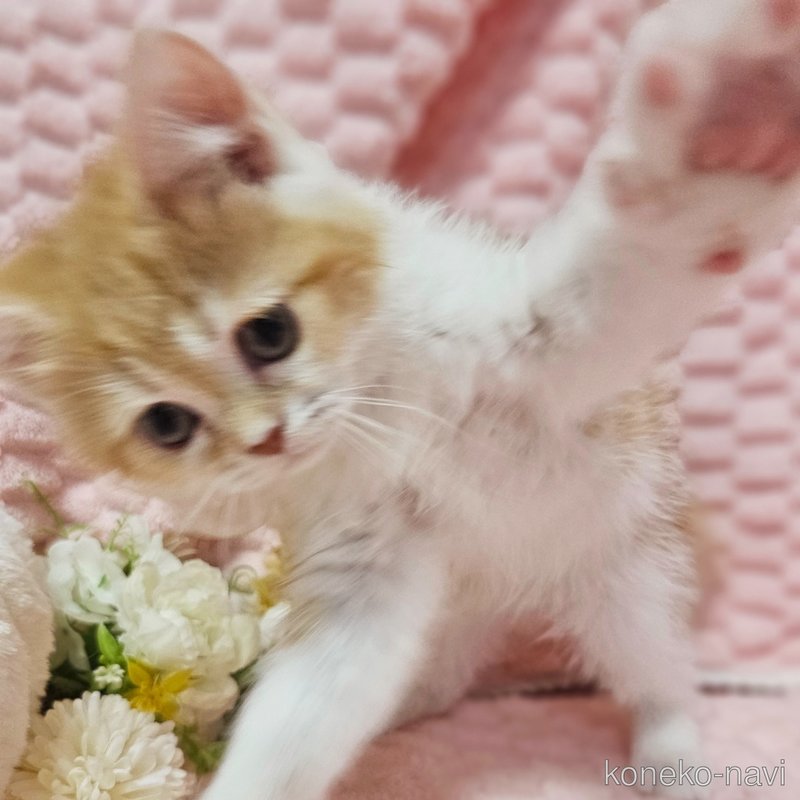 販売中の茨城県のミヌエット-122443の11枚目