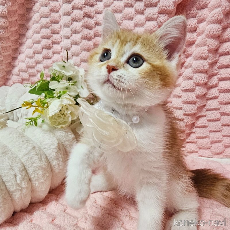 販売中の茨城県のミヌエット-122443の7枚目