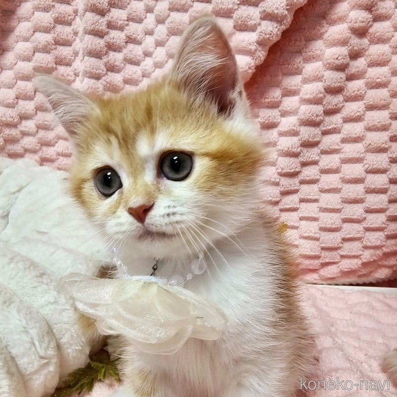 販売中の茨城県のミヌエット-122443の6枚目