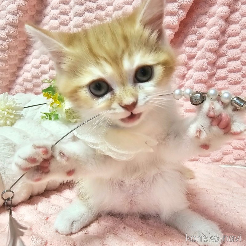 販売中の茨城県のミヌエット-122443の5枚目