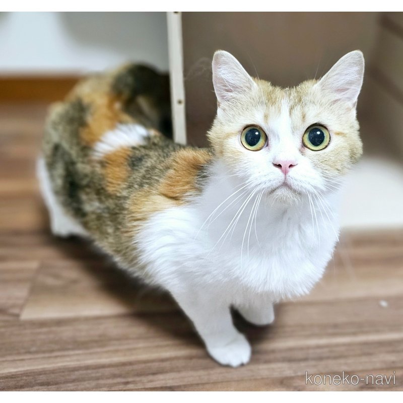 まるちゃん1枚目