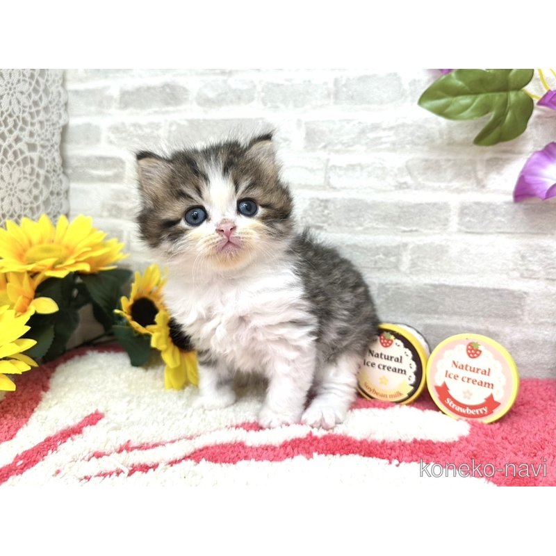 販売中の埼玉県のミヌエット-122464の3枚目