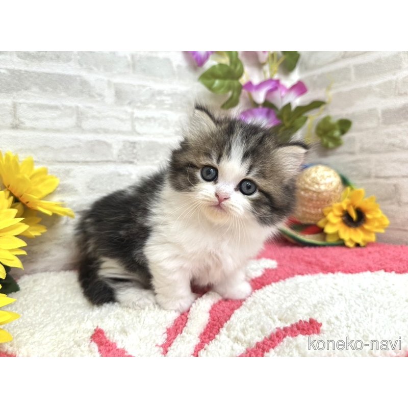 販売中の埼玉県のミヌエット(短足)-122466