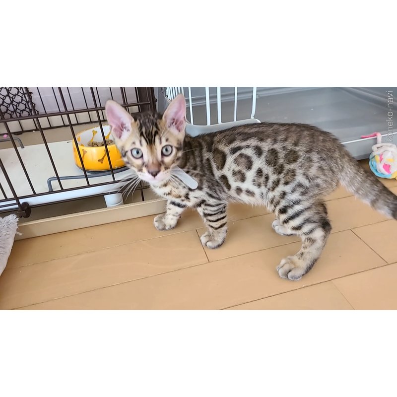 販売中の長野県のベンガル-122471の4枚目