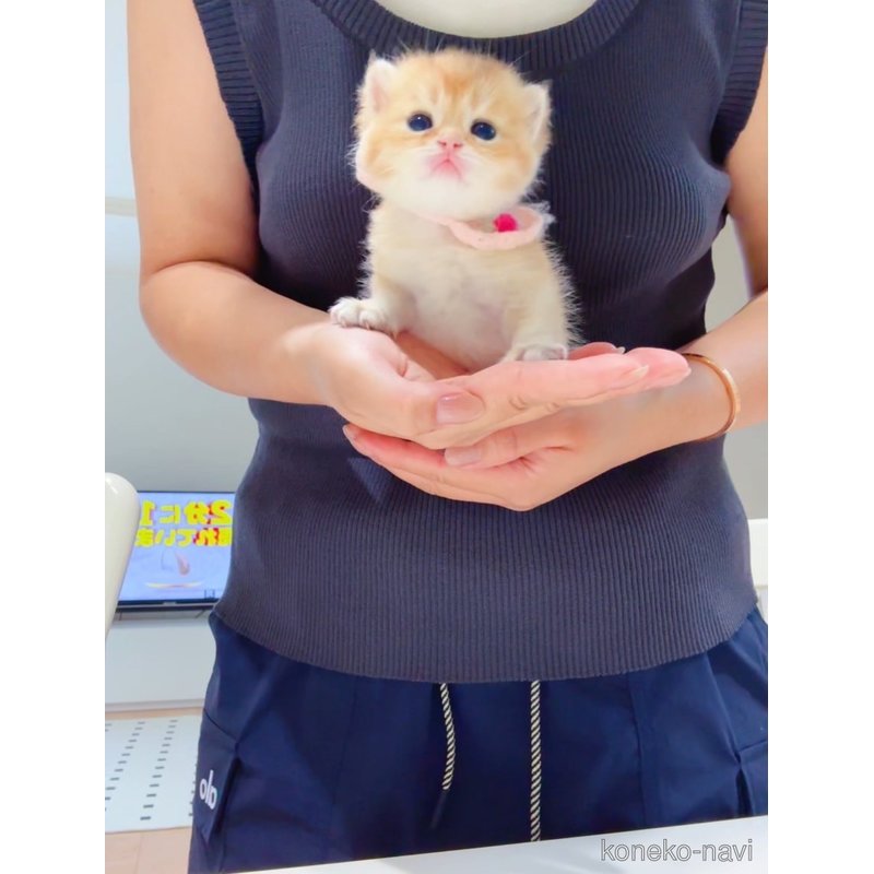 販売中の埼玉県のブリティッシュショートヘア-122485の2枚目