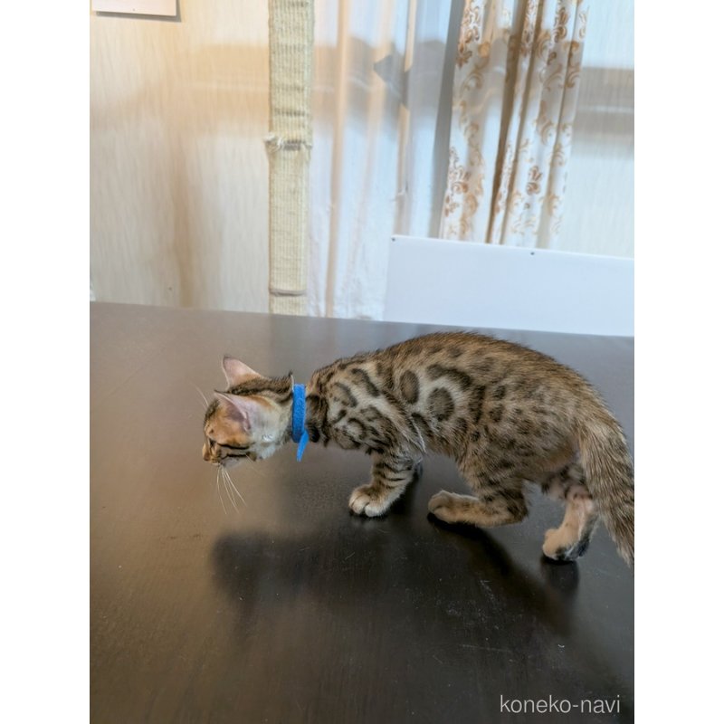 販売中の長野県のベンガル-122488の4枚目