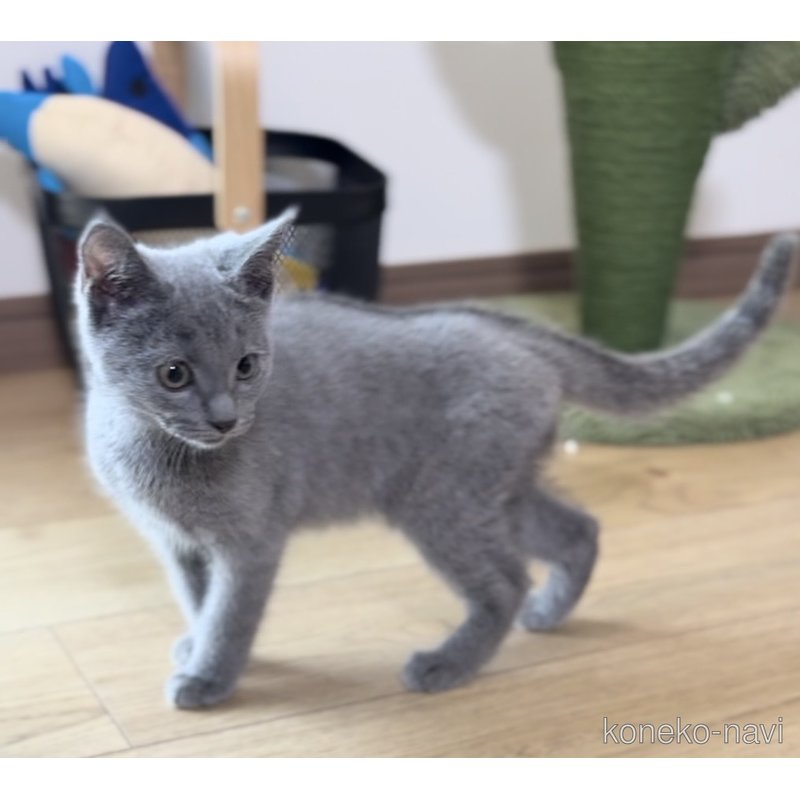 販売中の静岡県のシャルトリュー-122490の4枚目