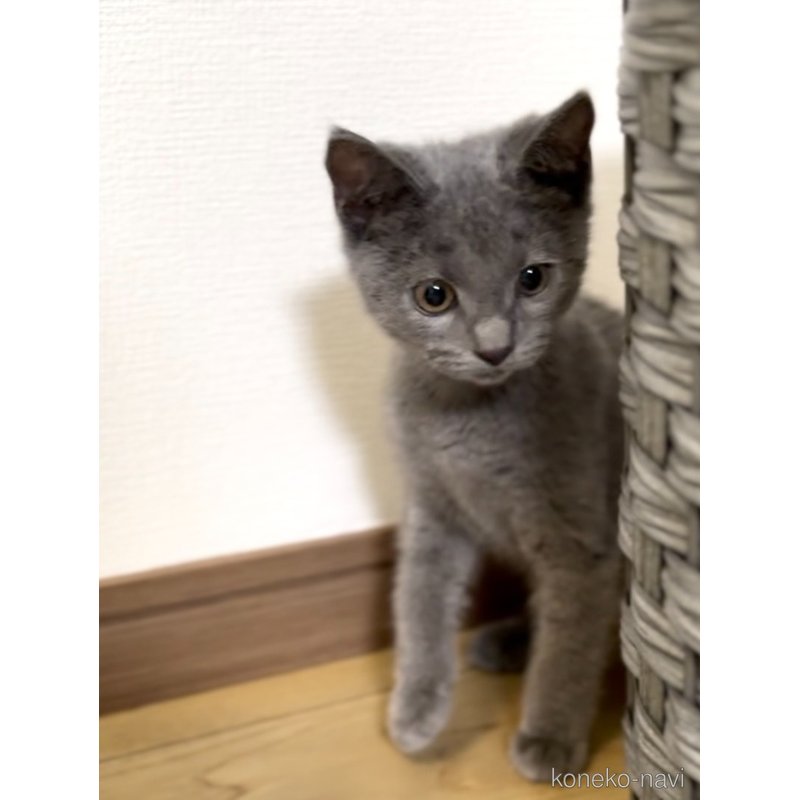 販売中の静岡県のシャルトリュー-122490の3枚目