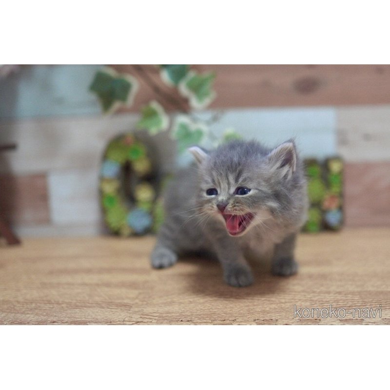 販売中の北海道のラガマフィン-122505の2枚目