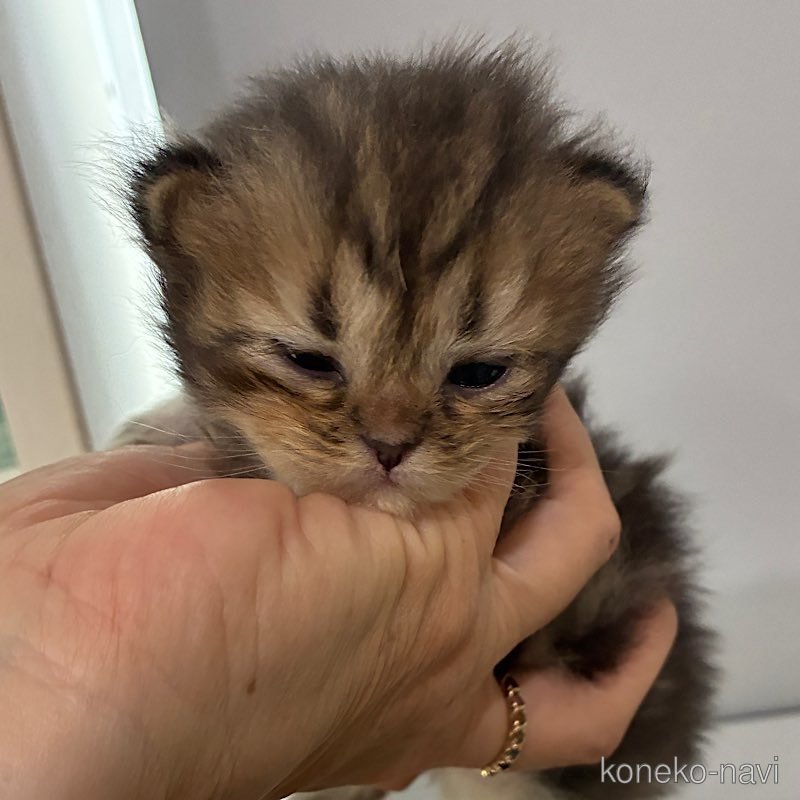 販売中の千葉県のペルシャ-122512の2枚目