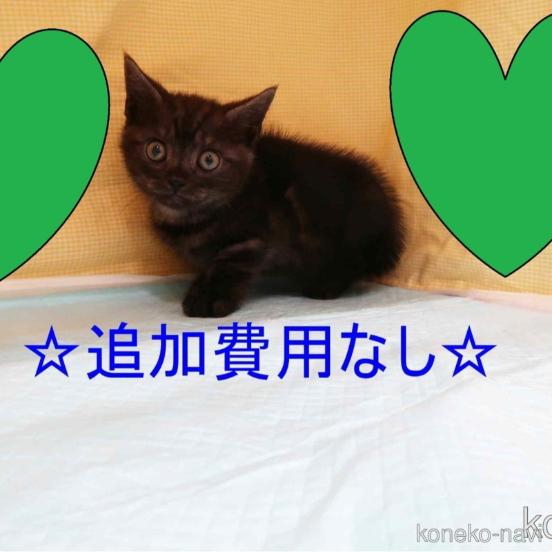 販売中の東京都のマンチカン(短足)-122514