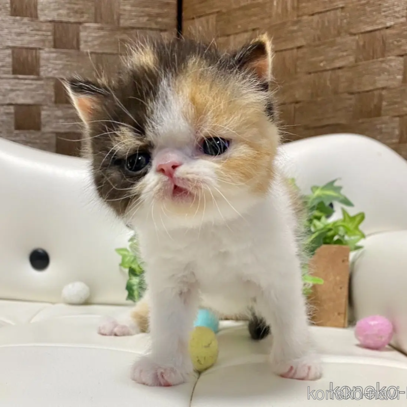 販売中の愛知県のエキゾチックショートヘア-118969