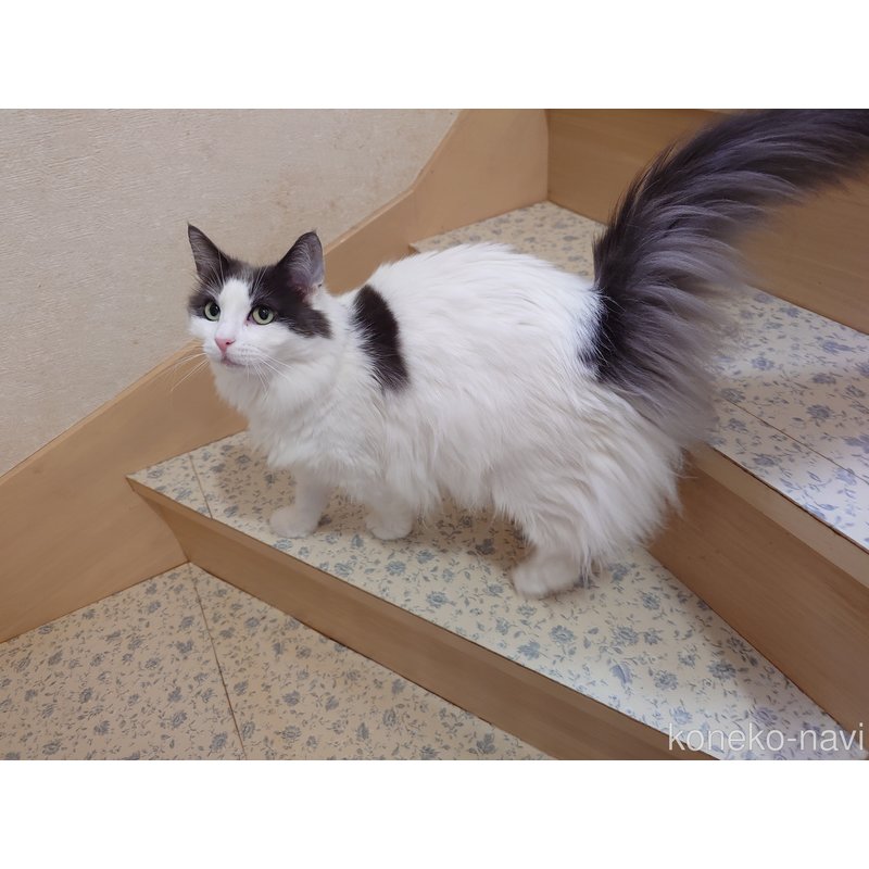 販売中の埼玉県のノルウェージャンフォレストキャット-103929の7枚目