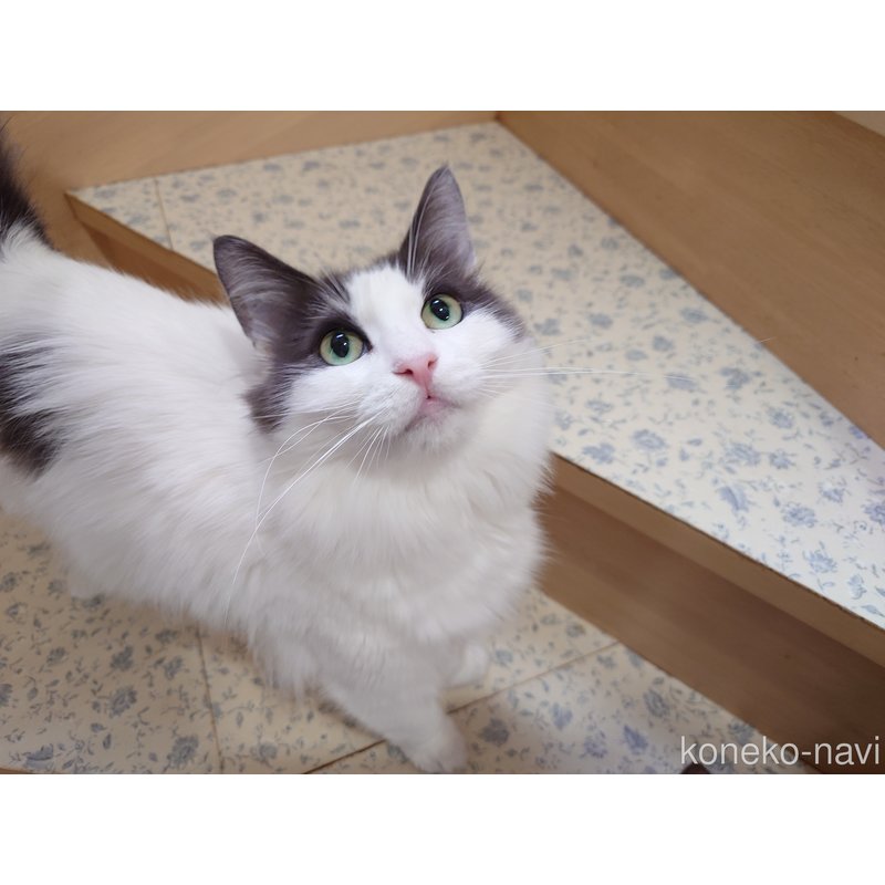販売中の埼玉県のノルウェージャンフォレストキャット-103929の6枚目