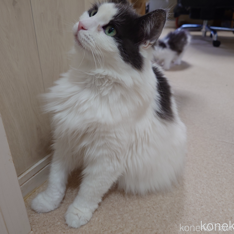 販売中の埼玉県のノルウェージャンフォレストキャット-103929