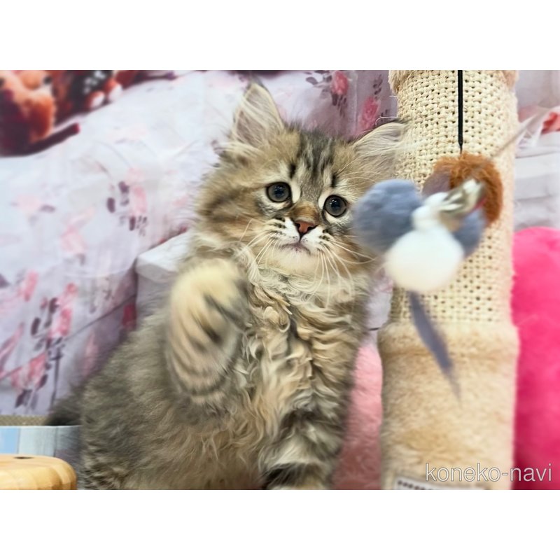 商談中の埼玉県のサイベリアン-119361の10枚目