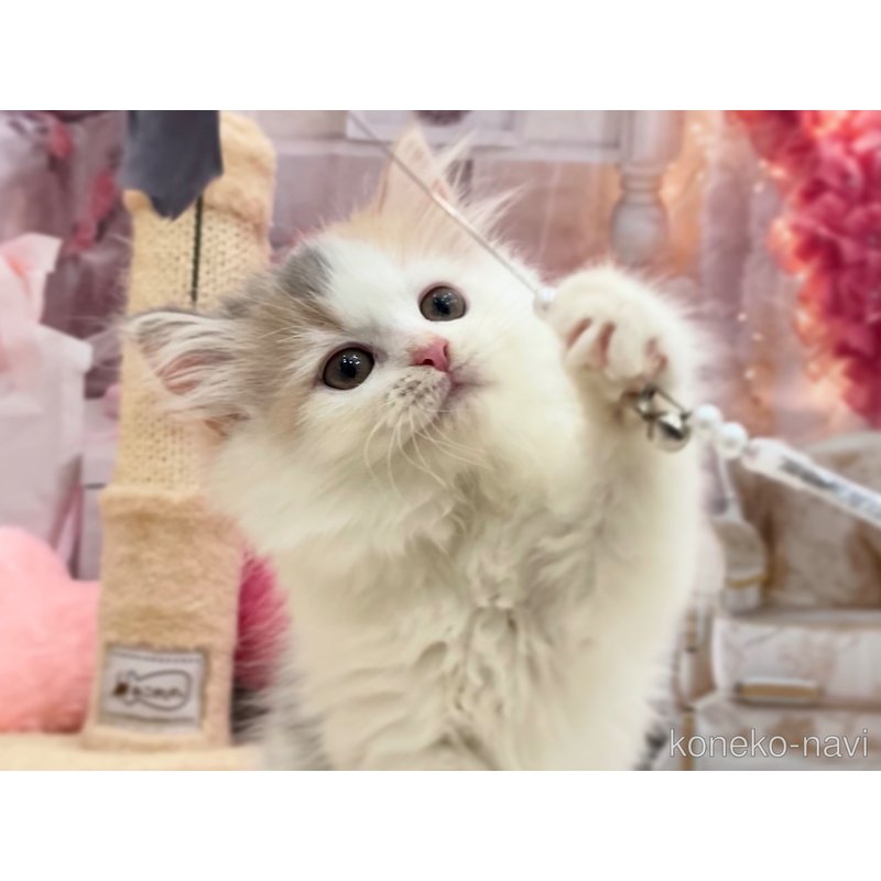 販売中の埼玉県のサイベリアン-120609の4枚目