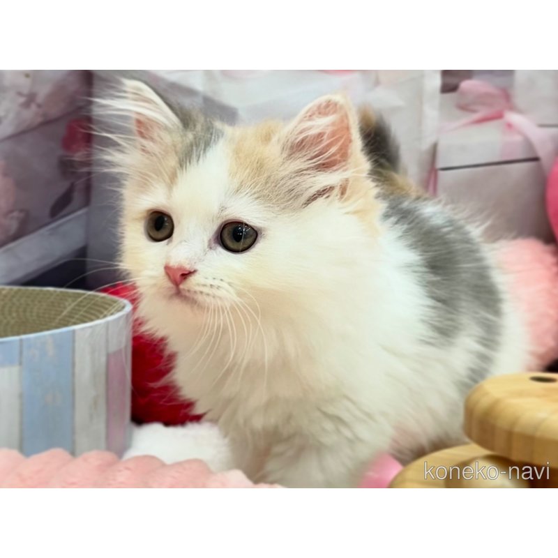 販売中の埼玉県のサイベリアン-120609の7枚目