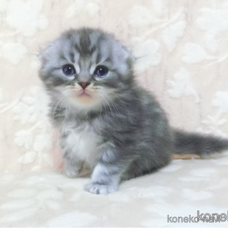 販売中の鹿児島県のスコティッシュフォールド-122547の1枚目
