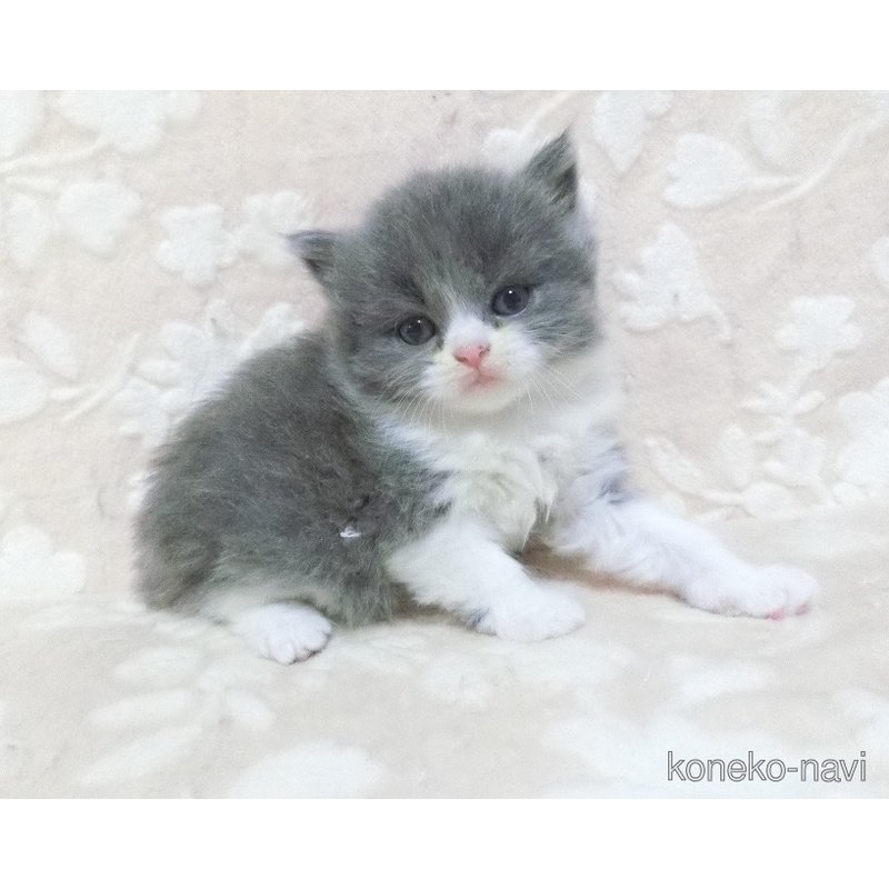 販売中の鹿児島県のスコティッシュフォールド-122552の4枚目