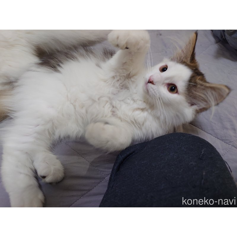 販売中の埼玉県のノルウェージャンフォレストキャット-113381の7枚目