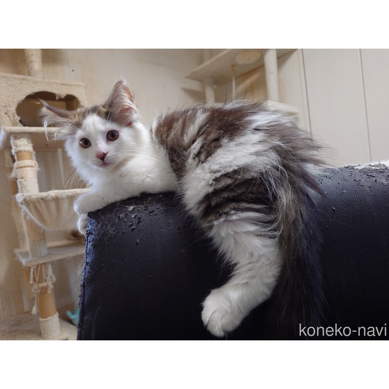 販売中の埼玉県のノルウェージャンフォレストキャット-113381の4枚目